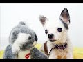 Chihuahua Gi Gi\