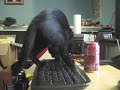A series of clipped made into something like a video in imovie, all about a black cat named Miró. The music is an alternate take of Charlie Parker's Cool Blues. Miró was adopted from the Mohawk Hudson Humane Society. Please support them if you can: www.mohawkhumanesociety.org