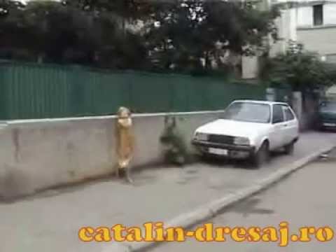 Panic attack (english ...