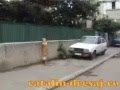 Golden Retriever video