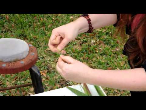 how to transplant a yucca bush