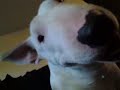 Scratching Bruno!
