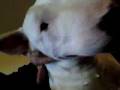 videos de Scratching Bruno!