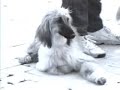 efecto can  cortometraje de 1998 
