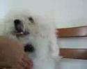 Bichón Boloñés video