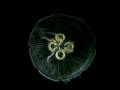 Jellyfish tank