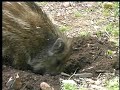 cinghiale sardegna