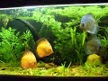 Meu aquario plantado atualizado em 09/05/2009. 
