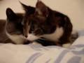 Re: Cat Talking, Translation