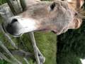 Donkey loves freshmints !!