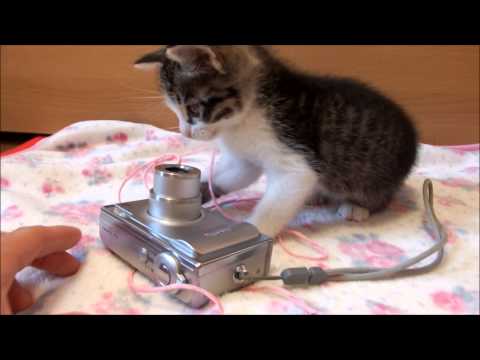 遊んで眠る子猫のミルキー(生後1~2ヵ月) Cute kitten