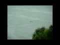 Dolphins intercoastal