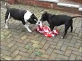 NUFC GEORDIE DOG 2
