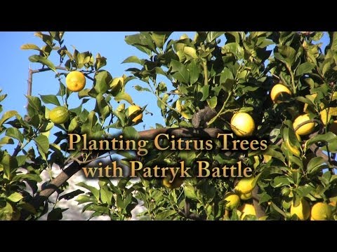 Planting Citrus Trees in Sandy Soil