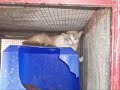 Gatitos. Ellos tambi�n condenados y abandonados