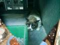 Gatitos. Ellos también condenados y abandonados