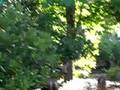 videos de deer & twin fawns - a surveillanced stroll