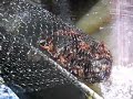 Crawfish Trap in the Atchafalaya Basin
