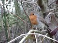 Robin, Batmans mate.