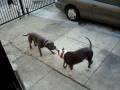 videos de So West Coast Presents Smoke Dogg Bullies.com