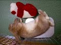 An Interesting Rabbit ?