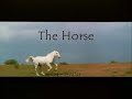 The Horse - Avatar The Horse - Avatar