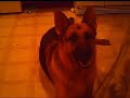 german-shephard-saying-mama-2.html