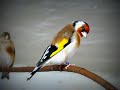 Darrrrek - Breeding Carduelis Major25