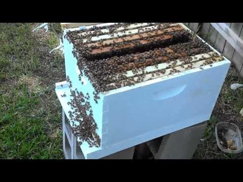 Beehive Inspection with Shannon Beekeeper Mentee