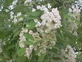 les fleurs des Acacias
