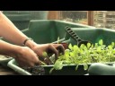 Wildlife Garden : Pricking Out Seedlings