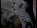 Eciton army ants in French Guiana Eciton army ants in French Guiana
