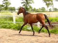 klacz Aszti (JAKOBIN/Colorado han. - Agrafa poch.trak./Island