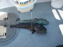 Fishing with DK