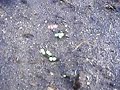 The ZINNIAS have SPROUTED The ZINNIAS have SPROUTED