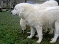 Attila colosso Abruzzese