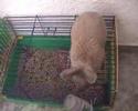 prison-break-rabbit.html
