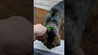 Captain Jack Sparrow one eyed jack #shorts #viral #trending #pirates #cat #subscribe #youtube by Puffin Pete