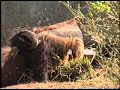 Click here to watch this video Filhote de tamanduá - Zoo de São Paulo - Osvaldo Scalabrini