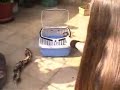 Meine Tigeriltis Rasselbande ( My Marbled Polecats)
