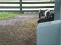 videos de SF PL: The Story of the Goat who could never fly....