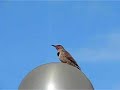 Northern Flicker Pecking Lamppost Northern Flicker Pecking Lamppost