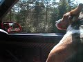 Cruising with zee dog! =) part2