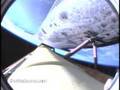 STS-117 Atlantis Space Shuttle Launch