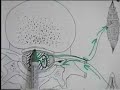 Nervous system V