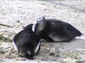 South African Blackfooted (Jackass) Penguins