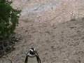 South African Blackfooted (Jackass) Penguins