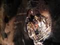 Feeding Videos (T.Blondi, Poecilotheria, Brackypelma)