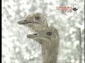 ostrich