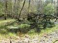 videos de Wald - Bäume - Baumgesichter